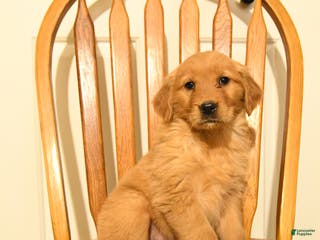 Golden Retriever dogs Butterscotch - Ad 17