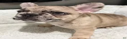 French Bulldog dogs for sale: French Bulldog Puppy 2 - Ad 4