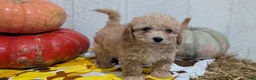 Miniature Poodle dogs for sale: Lexi - Ad 6