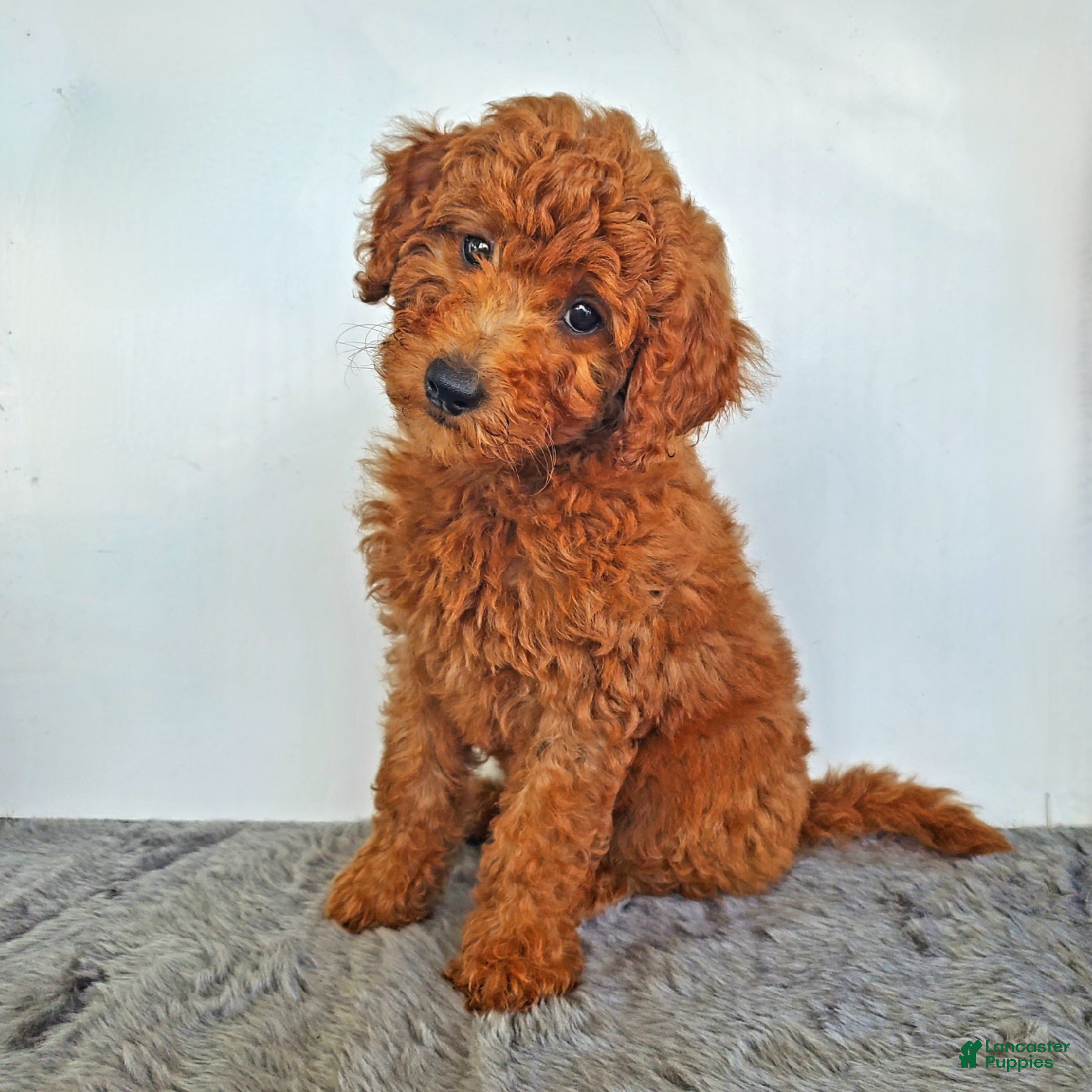 Mini Goldendoodle dogs Penny - Ad 1