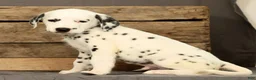 Dalmatian dogs for sale: Brock - Ad 9