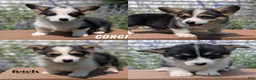 Welsh Corgi Pembroke dogs for sale: Logan - Ad 13