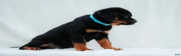 Rottweiler dogs for sale: Rottweiler 4 - Ad 3