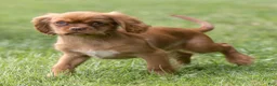 Cavalier King Charles Spaniel dogs for sale: Pepper Cavalier King Charles Spaniel  - Ad 4