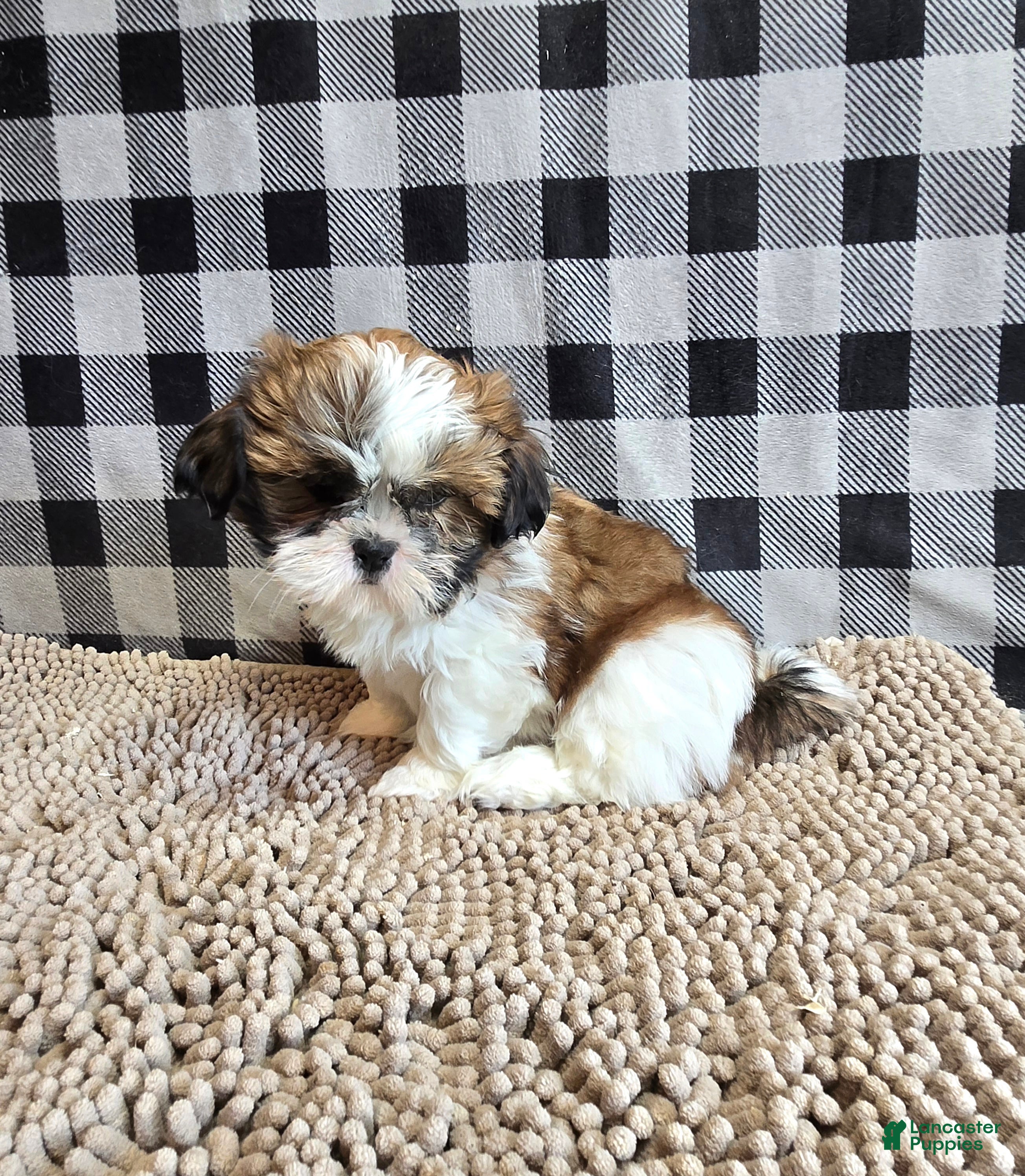 Shih Tzu dogs Marcus - Ad 2