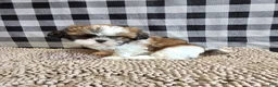 Shih Tzu dogs for sale: Marcus - Ad 2