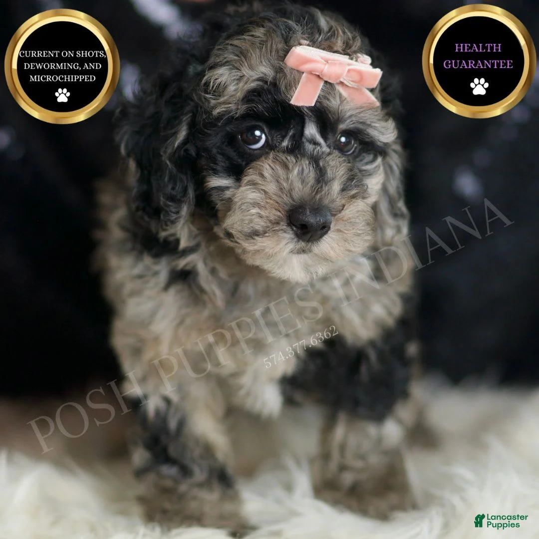 Mini Goldendoodle dogs for sale: Star - Ad 1