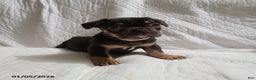 French Bulldog dogs for sale: Snickers - Ad 14