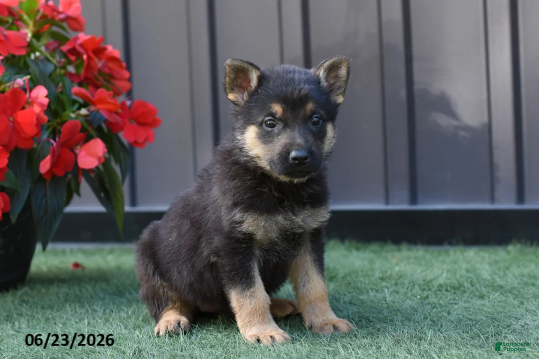 German Shepherd dogs for sale: Aspen - Ad 2