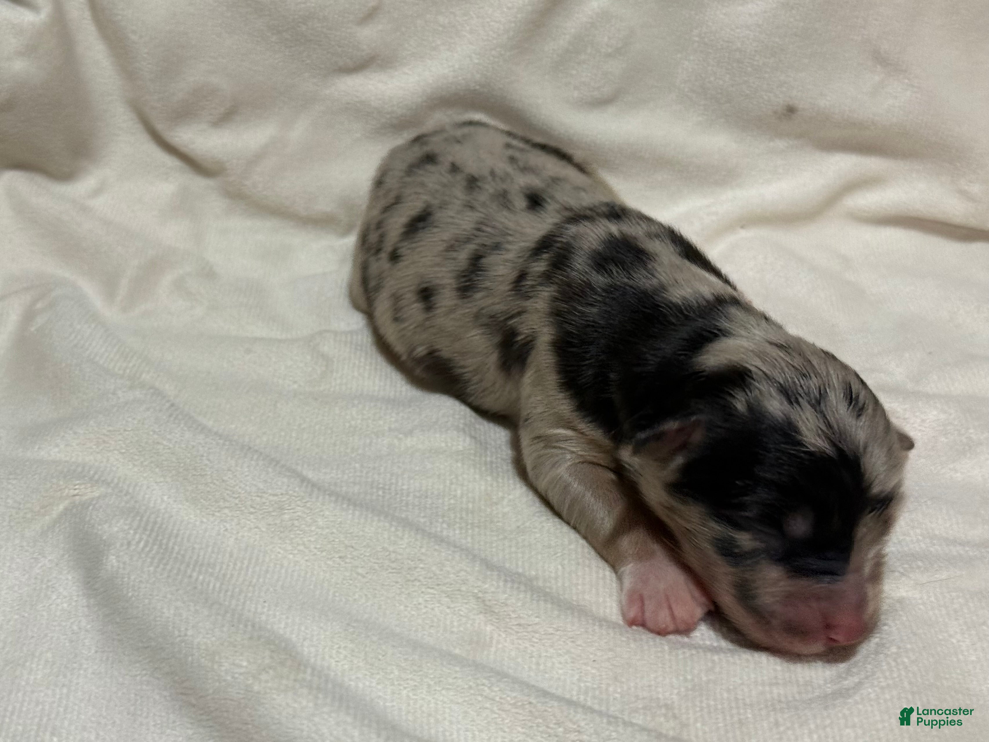 Australian Shepherd dogs Willow  - Ad 29