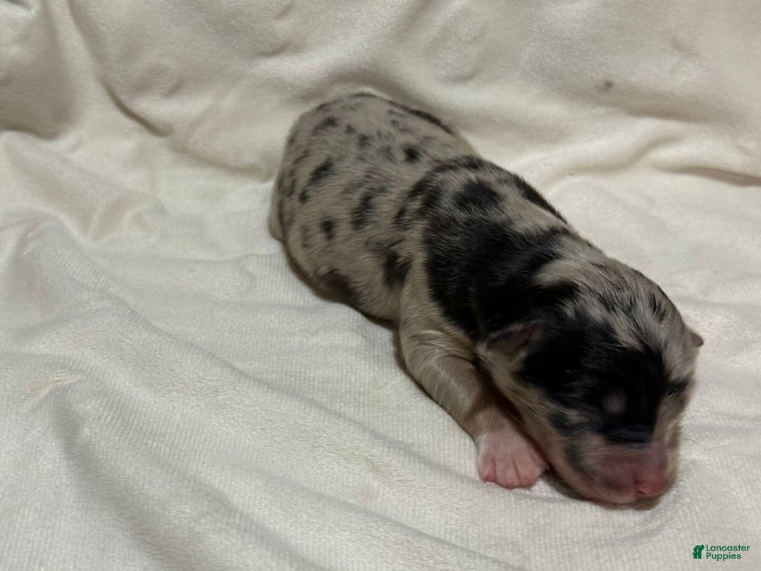 Australian Shepherd dogs for sale: Willow  - Ad 1