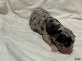 Australian Shepherd dogs Willow - Ad 29