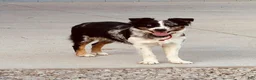 Australian Shepherd dogs for sale: Rubble - Ad 5