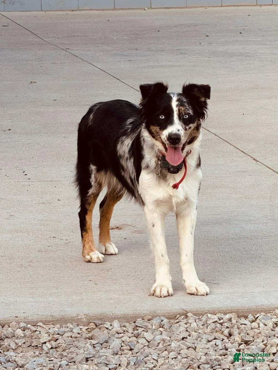 Australian Shepherd dogs for sale: Rubble - Ad 5