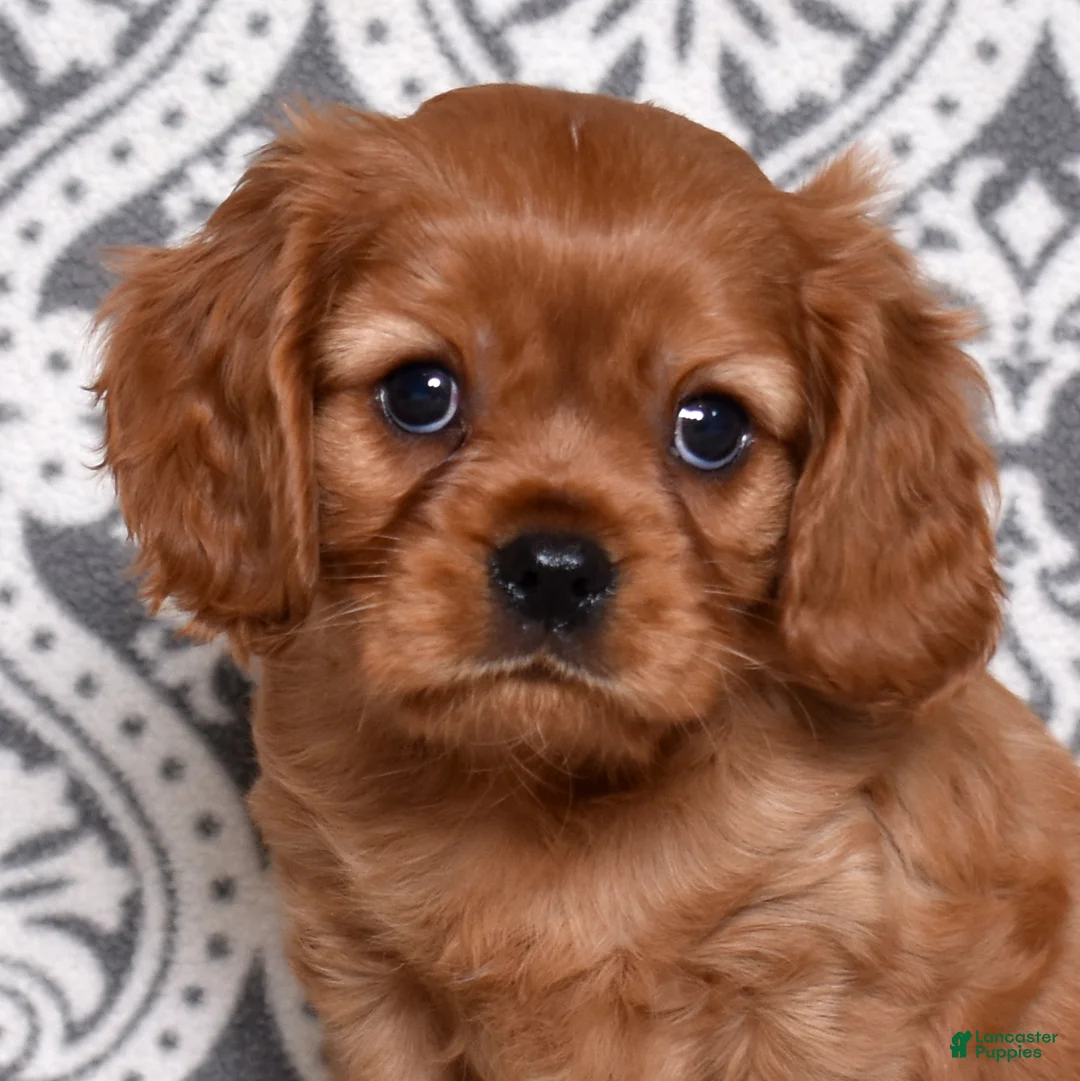 Cavalier King Charles Spaniel dogs for sale: Rusty - Ad 1
