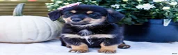 Mixed Breed dogs for sale: Coco - Ad 21