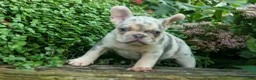 French Bulldog dogs for sale: Spencer 🐾 - Ad 14