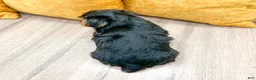 Yorkshire Terrier dogs for sale: Charlie - Ad 5