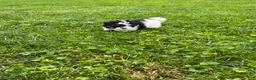 Havapoo dogs for sale: Duke - Ad 6