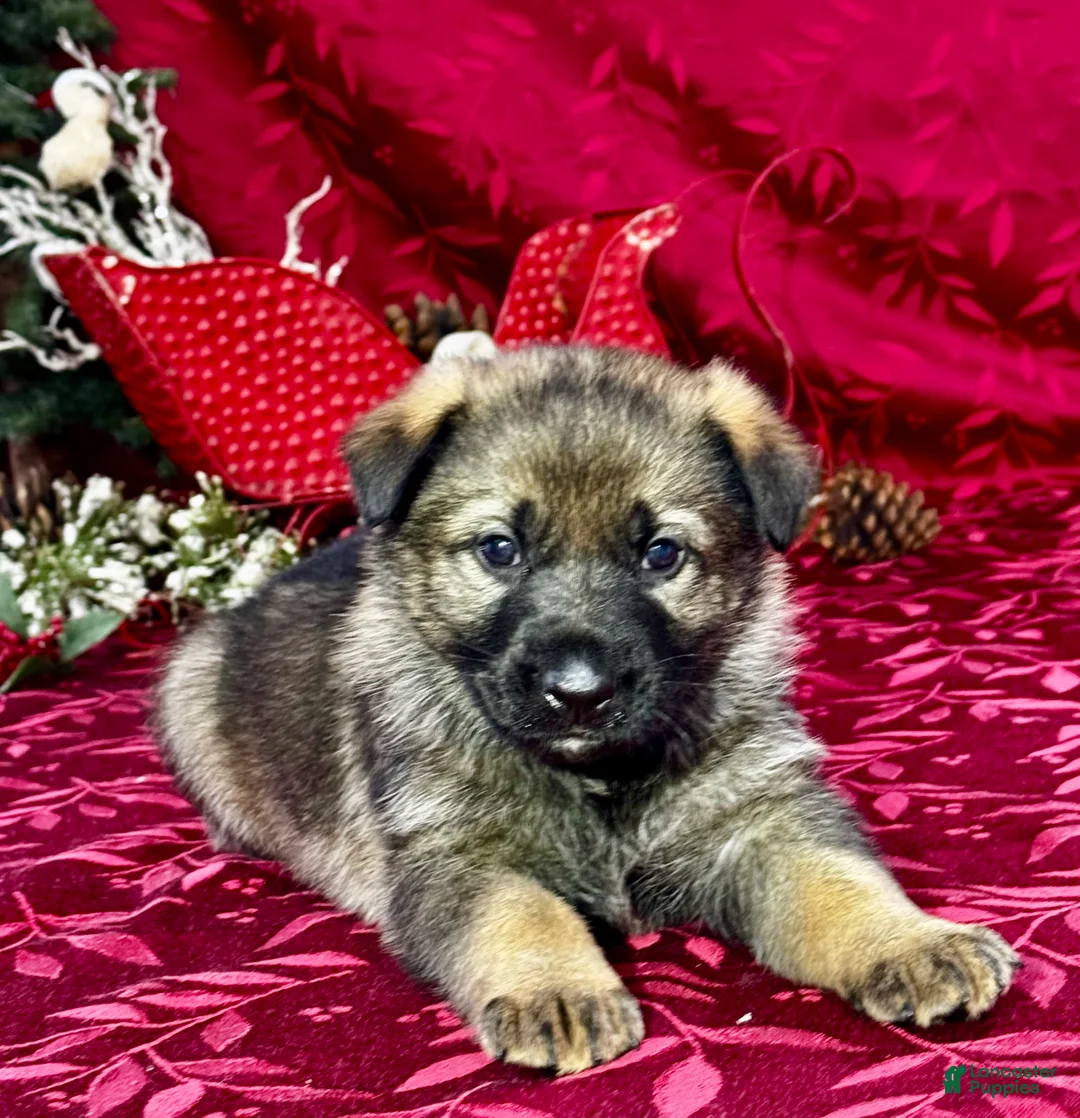 German Shepherd dogs for sale: Augusta - Ad 15