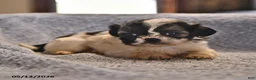 Shih Tzu dogs for sale: Jeremiah - Ad 4