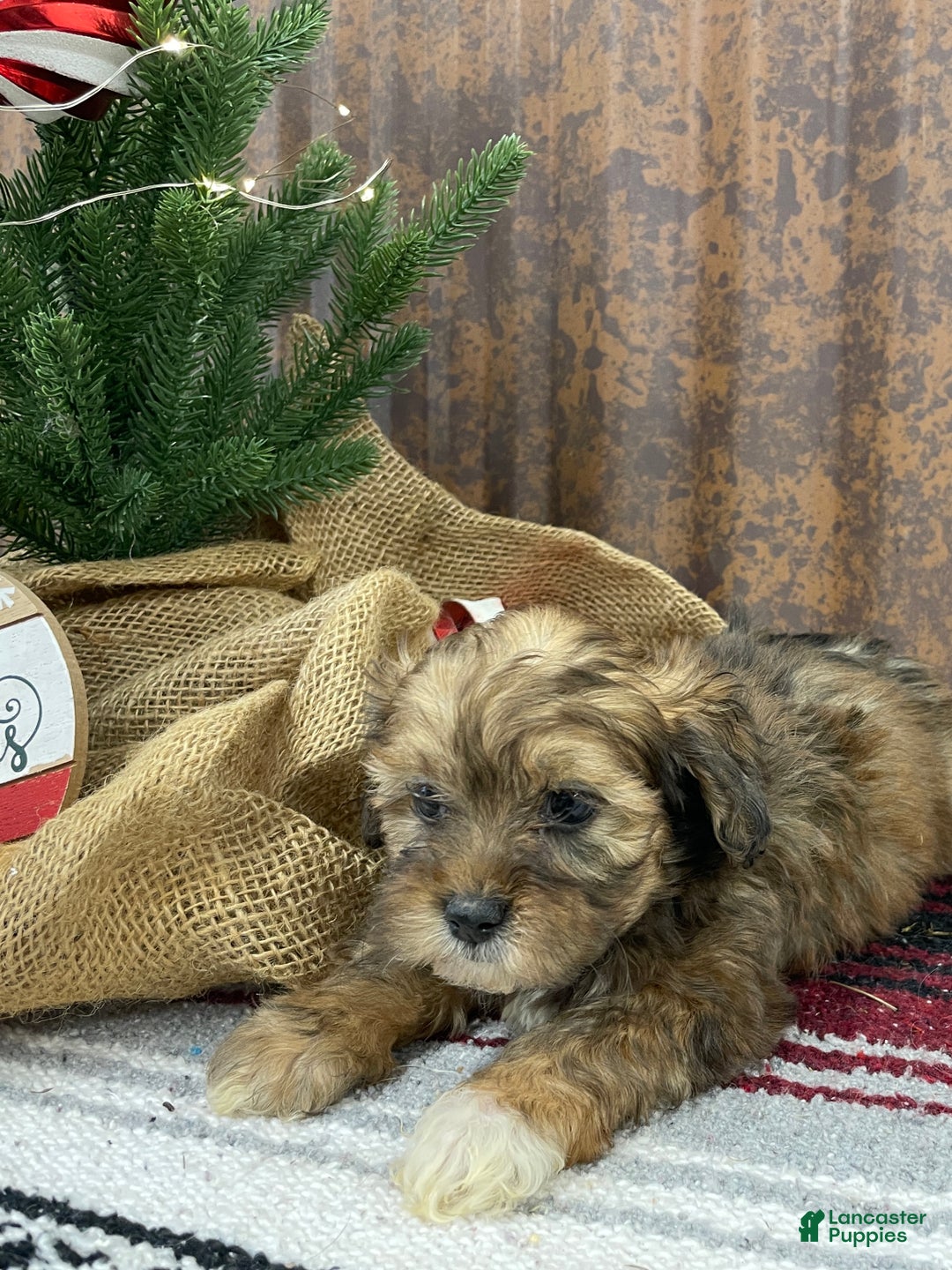 Shihpoo dogs for sale: Chloe - Ad 13