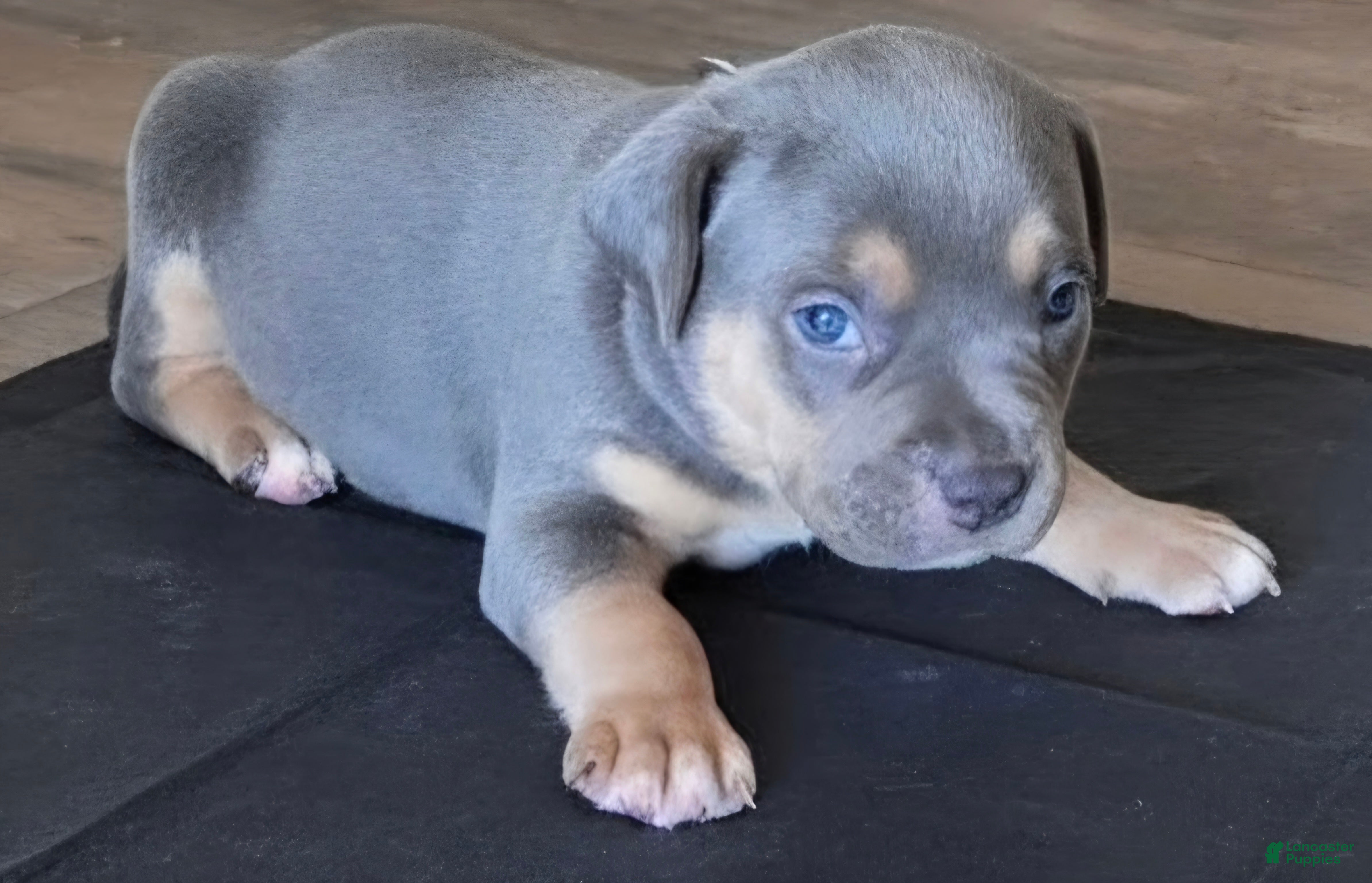 American Bully dogs Manitou "Mani" - Ad 2