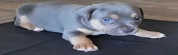 American Bully dogs for sale: Manitou "Mani" - Ad 6