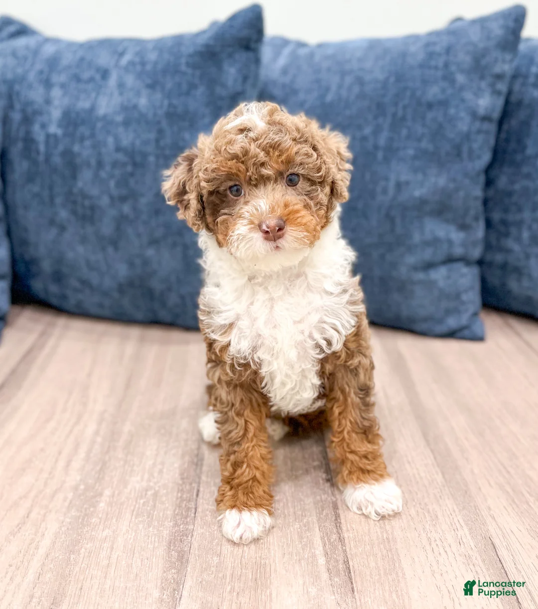 Mini Goldendoodle dogs for sale: Lady - Ad 1