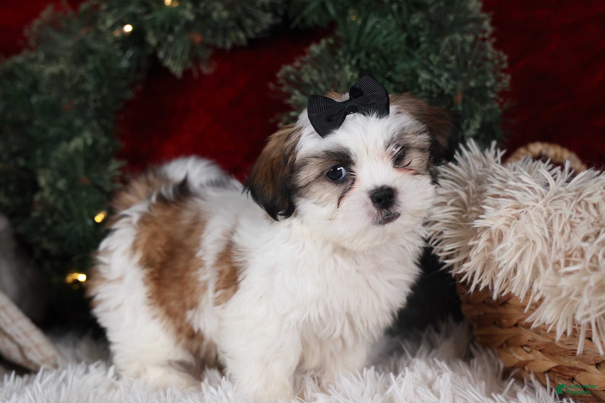 Shih Tzu dogs Prince - Ad 32