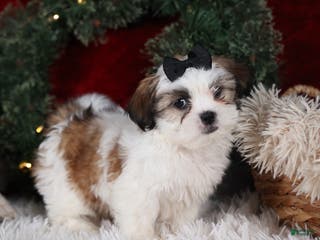 Shih Tzu dogs Prince - Ad 38
