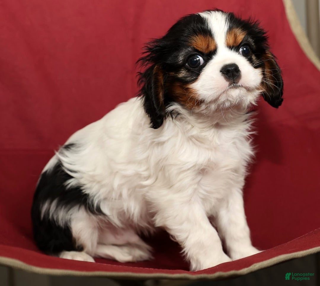 Cavalier King Charles Spaniel dogs for sale: Bo - Ad 7