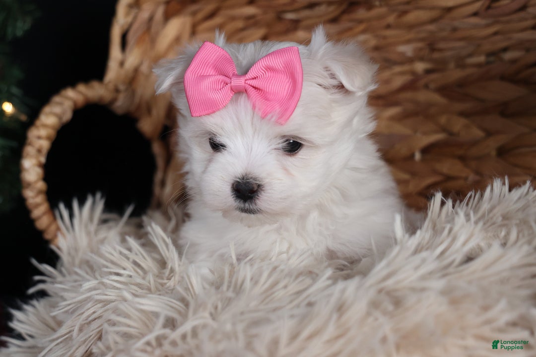 Maltese dogs for sale: ABBEY - Ad 22