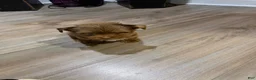 Yorkshire Terrier dogs for sale: Yorkshire Terrier 1 - Ad 5