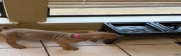 Cane Corso dogs for sale: Mulan - Ad 4