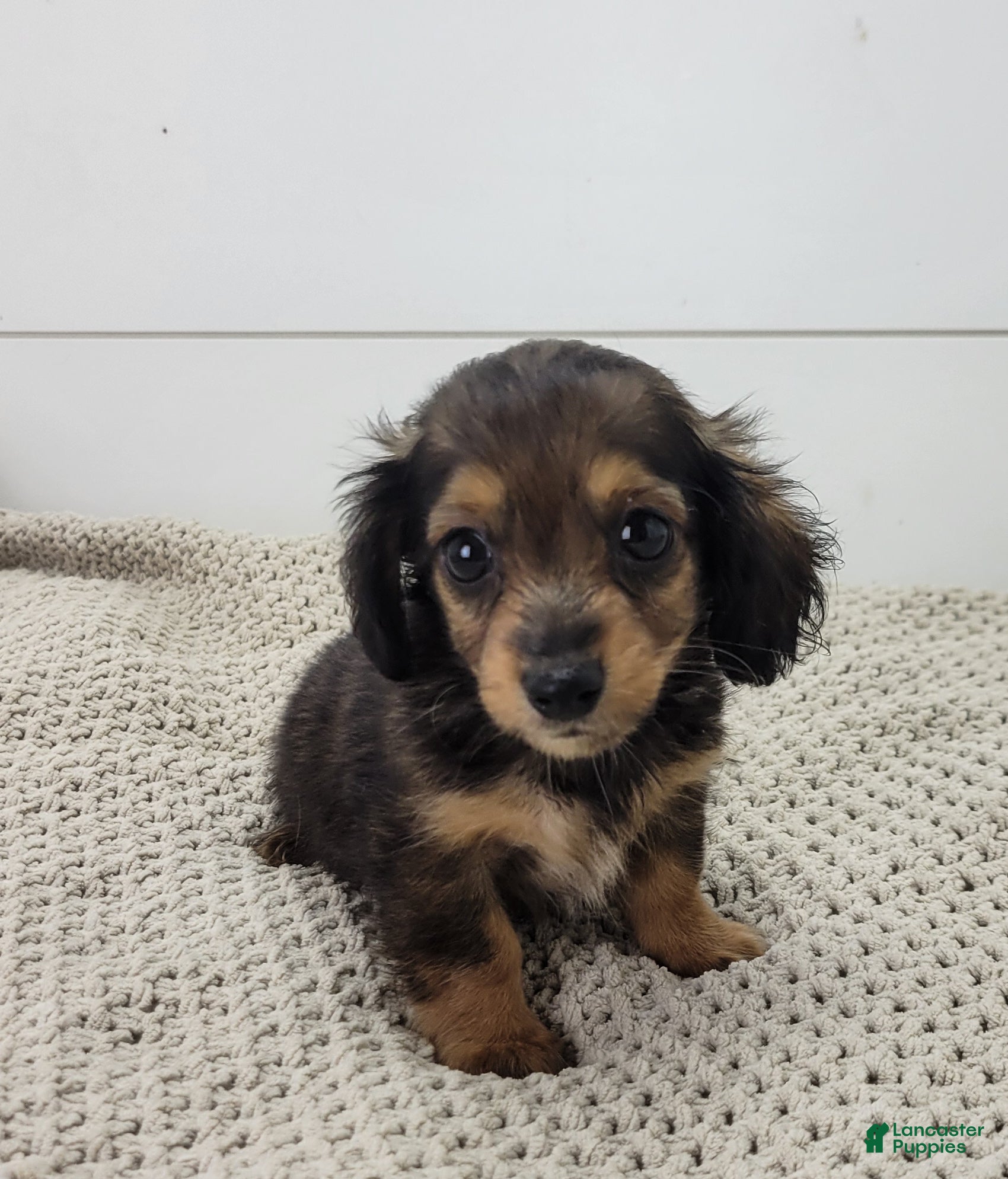 Miniature Dachshund dogs Miniature Dachshund 2 - Ad 1