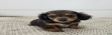 Miniature Dachshund 2