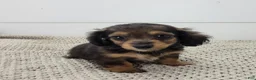 Miniature Dachshund dogs for sale: Miniature Dachshund 2 - Ad 1