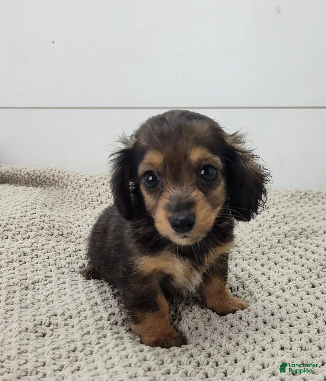Miniature Dachshund dogs for sale: Miniature Dachshund 2 - Ad 1