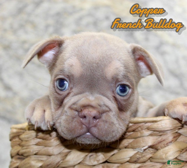 French Bulldog dogs Copper - Ad 24