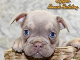 French Bulldog dogs Copper - Ad 22