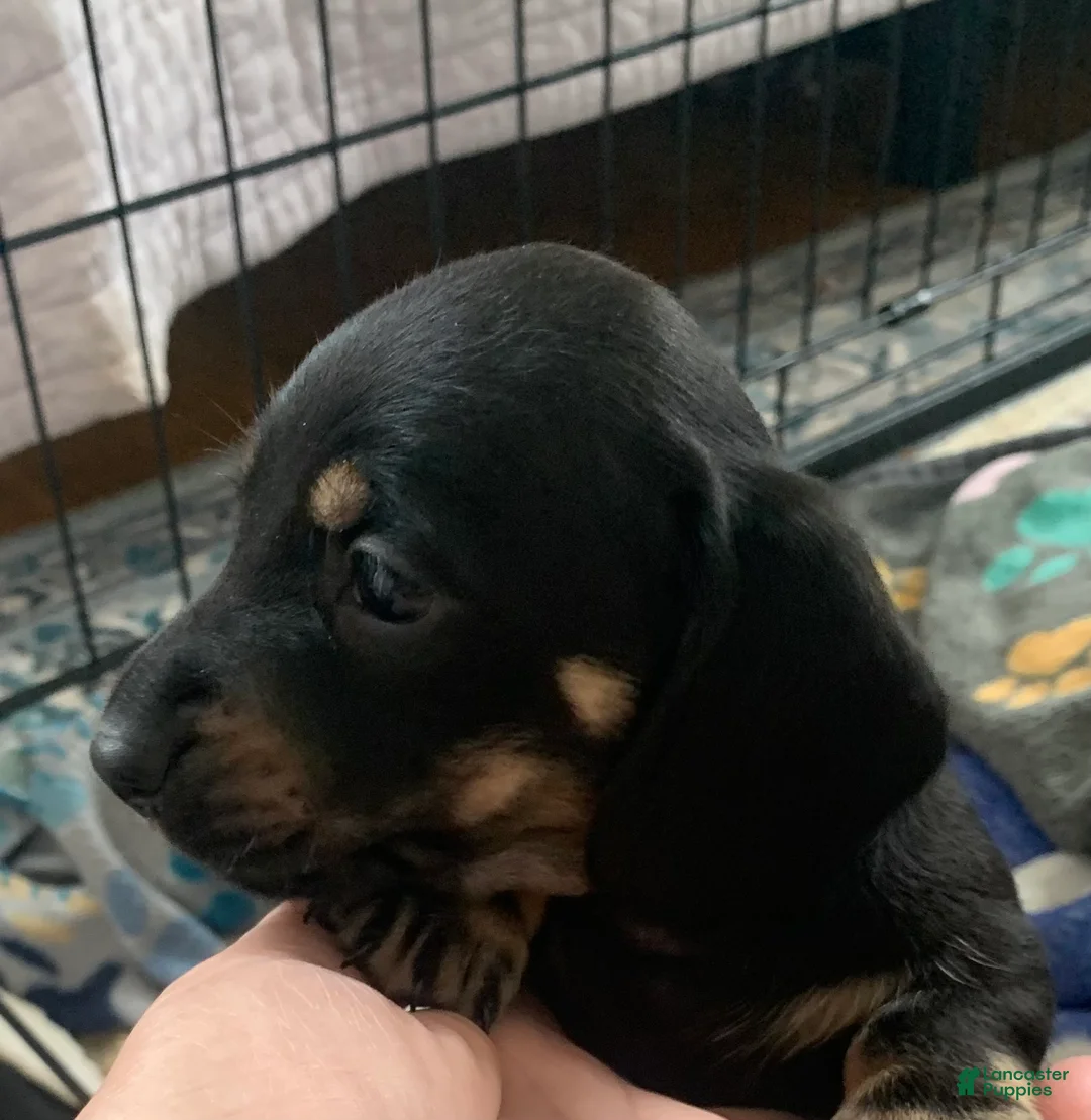 Dachshund dogs for sale: Black & Tan male smooth coat  - Ad 1