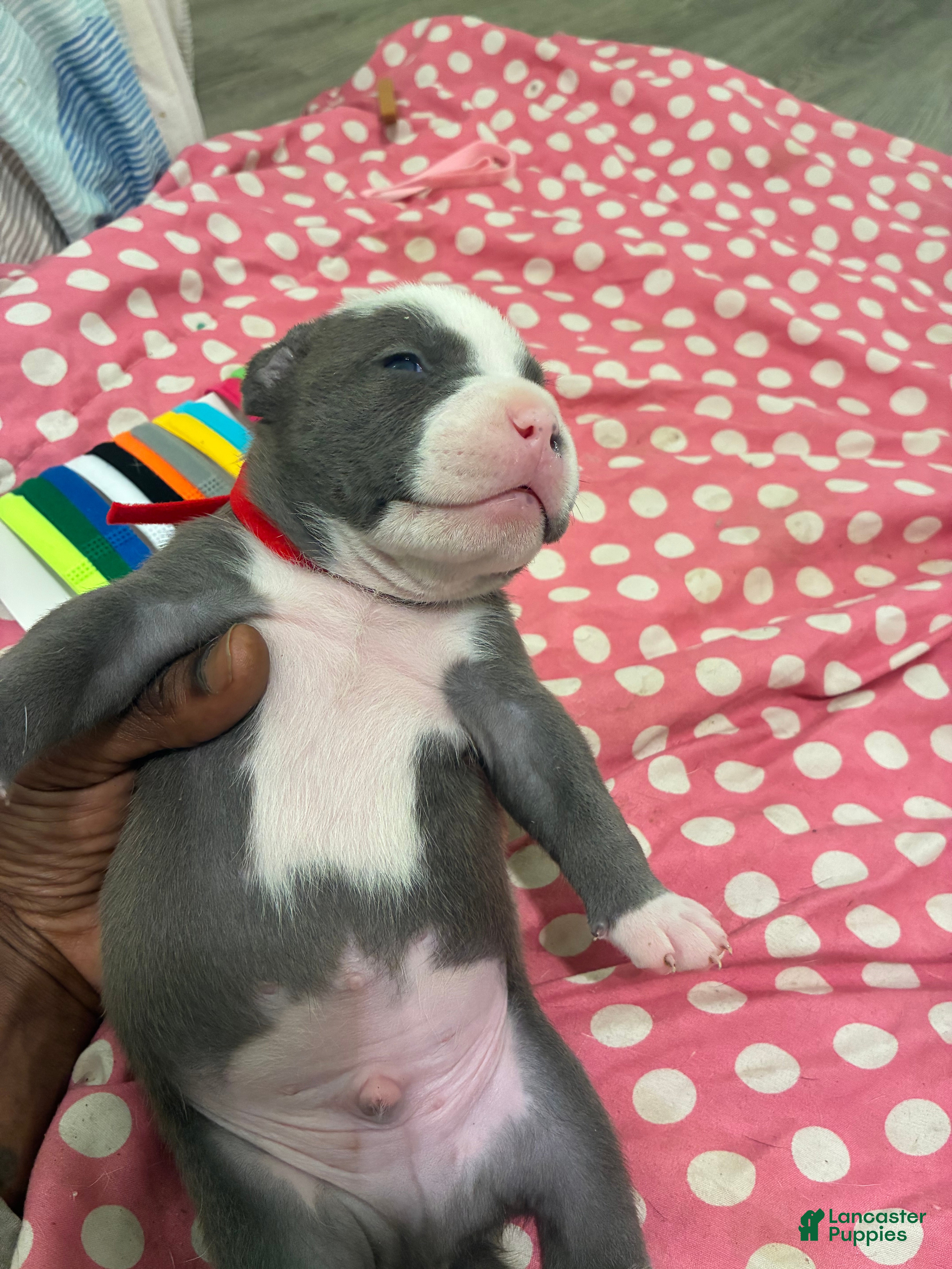 American Bully dogs American Bully Puppy 3 - Ad 38