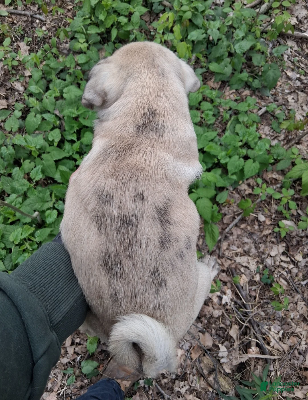 Pug dogs for sale: Darla - Ad 2