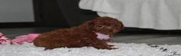Bichpoo dogs for sale: Sugar - Ad 3