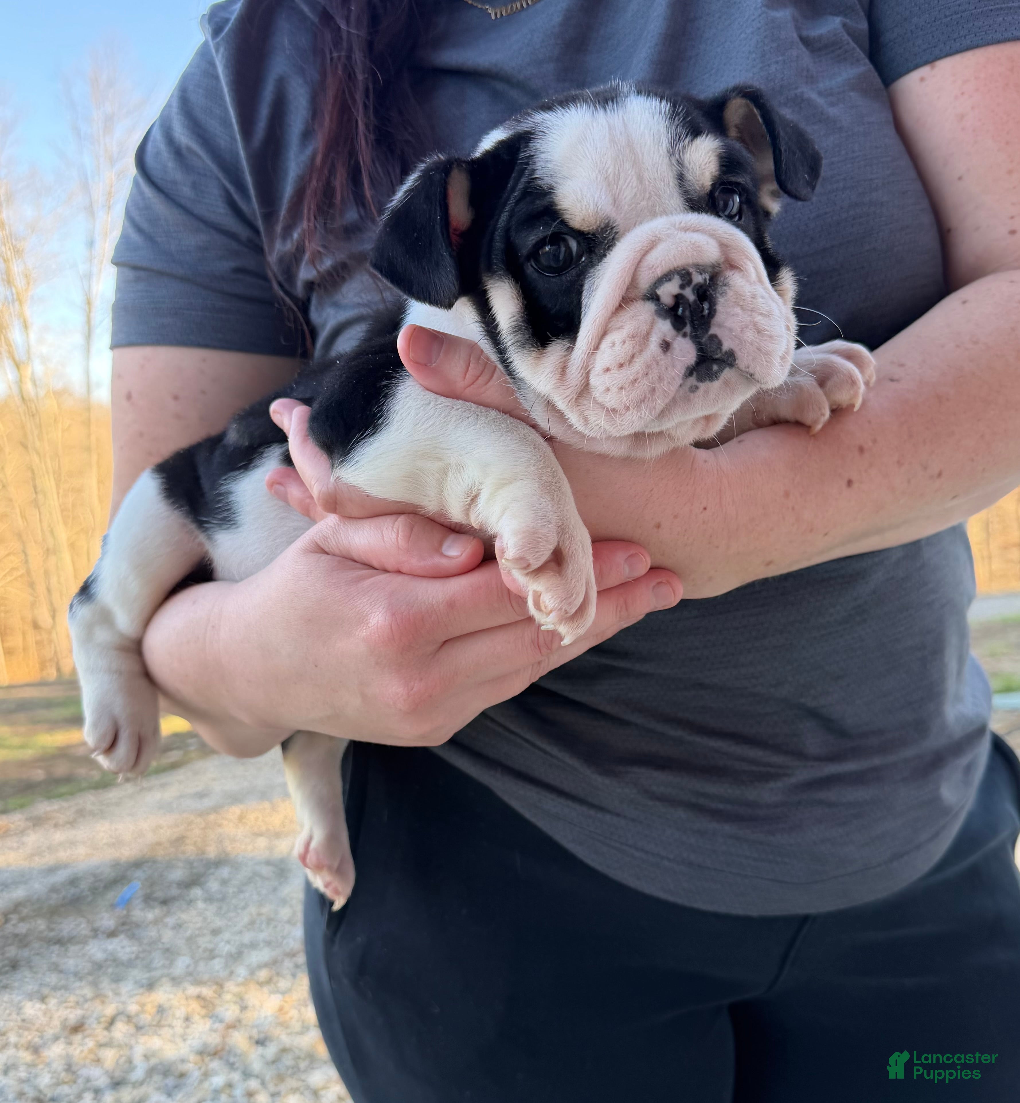 English Bulldog dogs Daisy - Ad 1