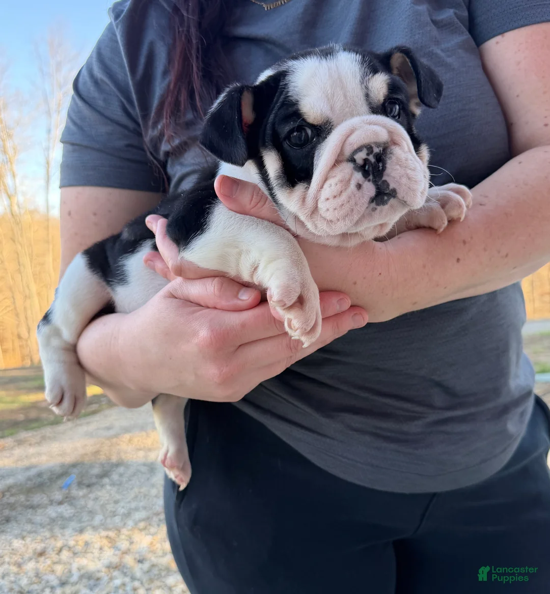 English Bulldog dogs for sale: Daisy - Ad 1