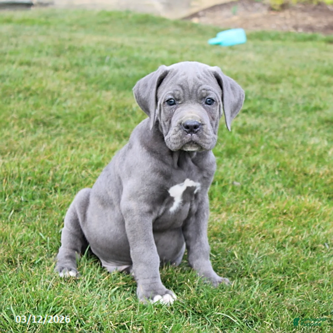 Cane Corso dogs for sale: Gerry - Ad 1