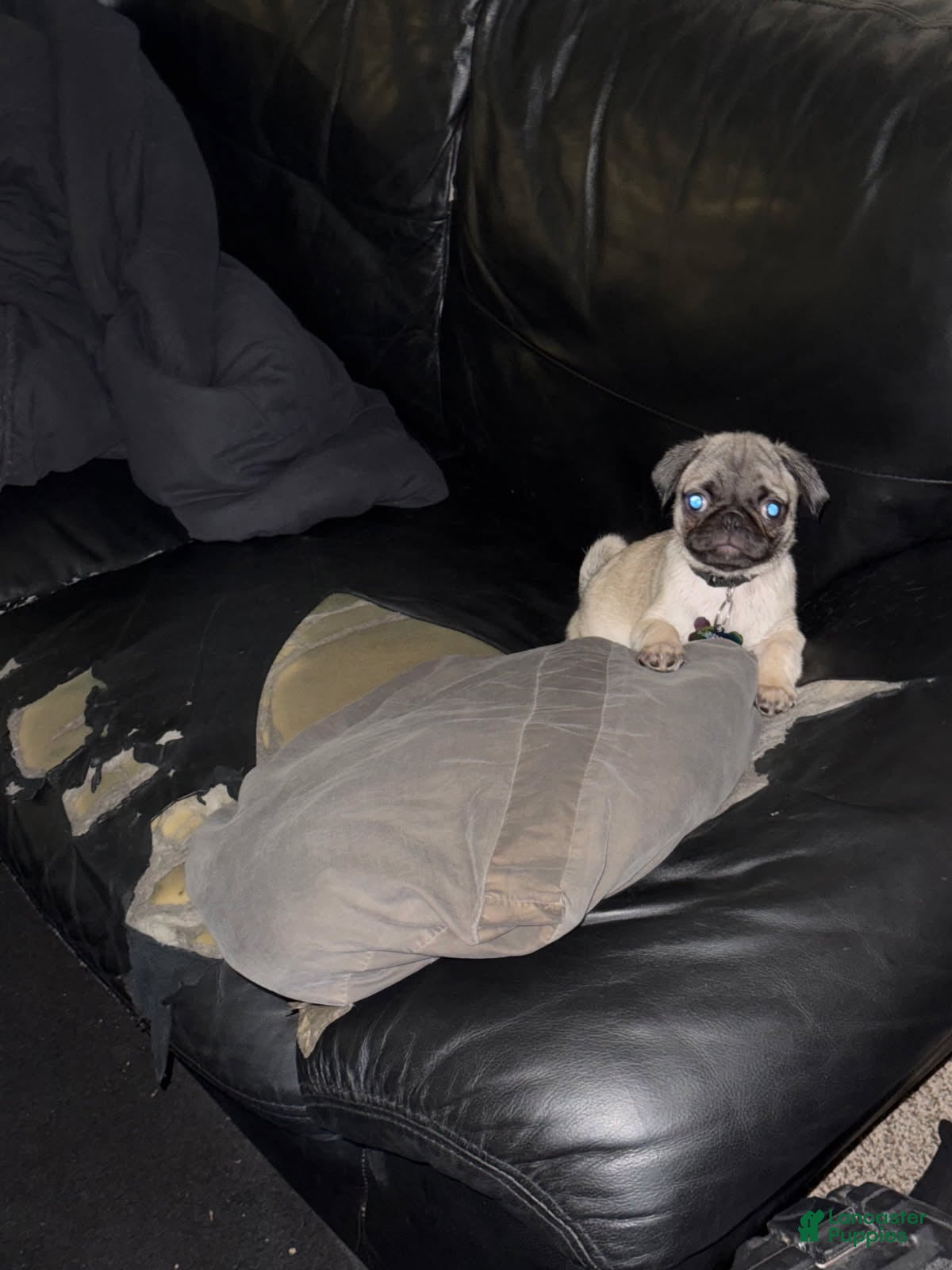 Pug dogs Pug Puppy 5 - Ad 7