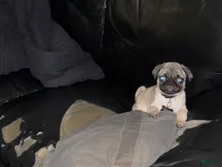 Pug dogs Pug Puppy 5 - Ad 7